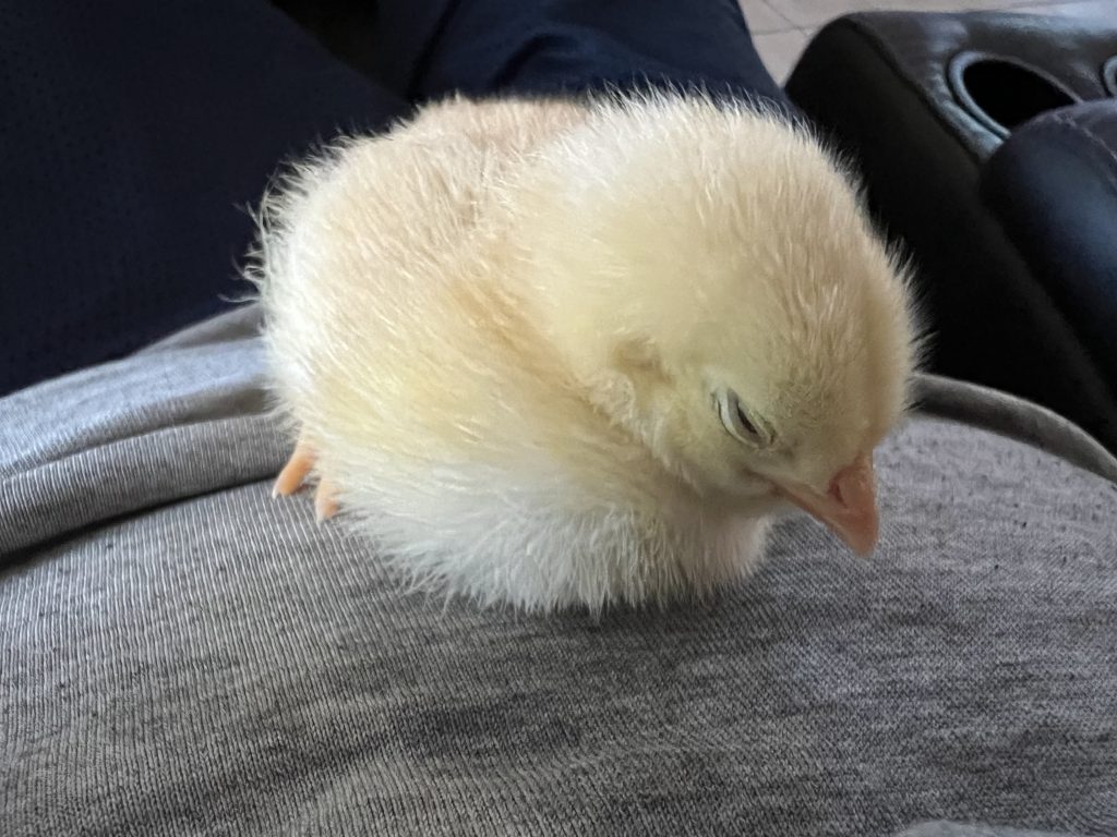 Sleeping Baby Chicken