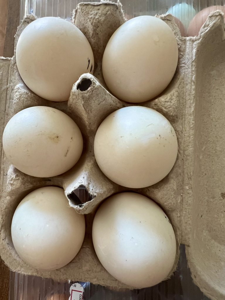 Six Pack Duck Eggs