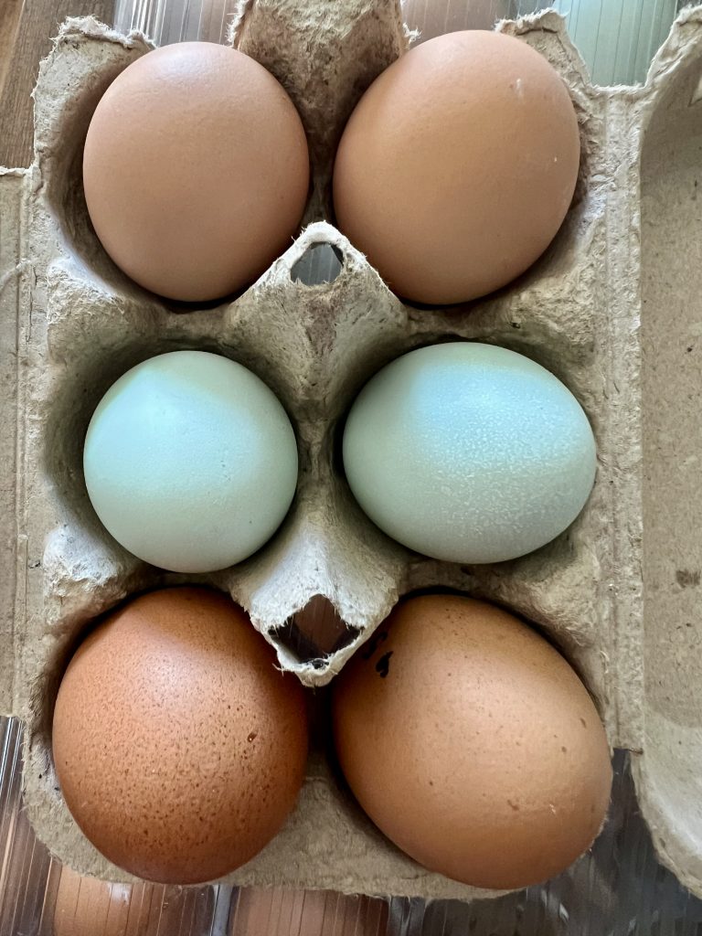 Six Pack Chicken Eggs